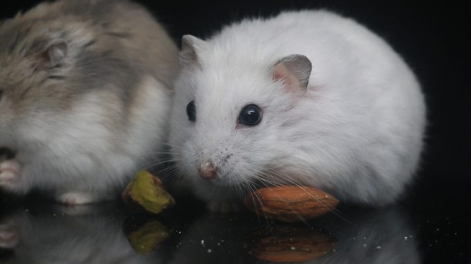 Und männlich weiblich hamsternamen Die beliebtesten