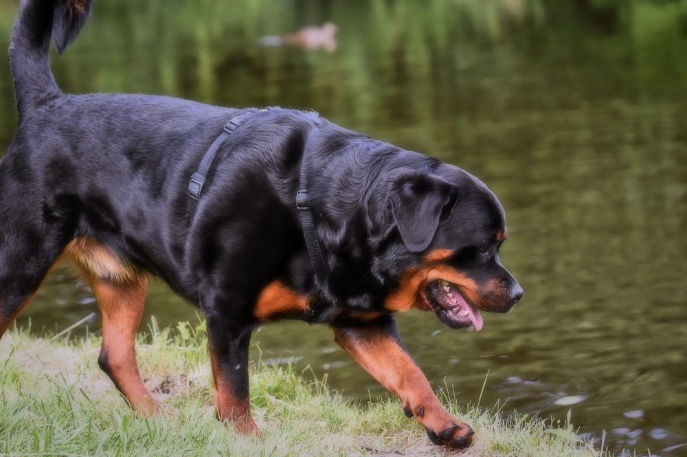 Rottweiler Leistungszucht