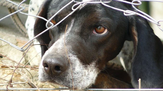 angst-des-hundes-vor-dem-halter.