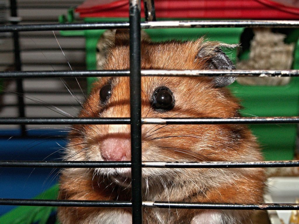 Hamster in einem Hamsterkäfig