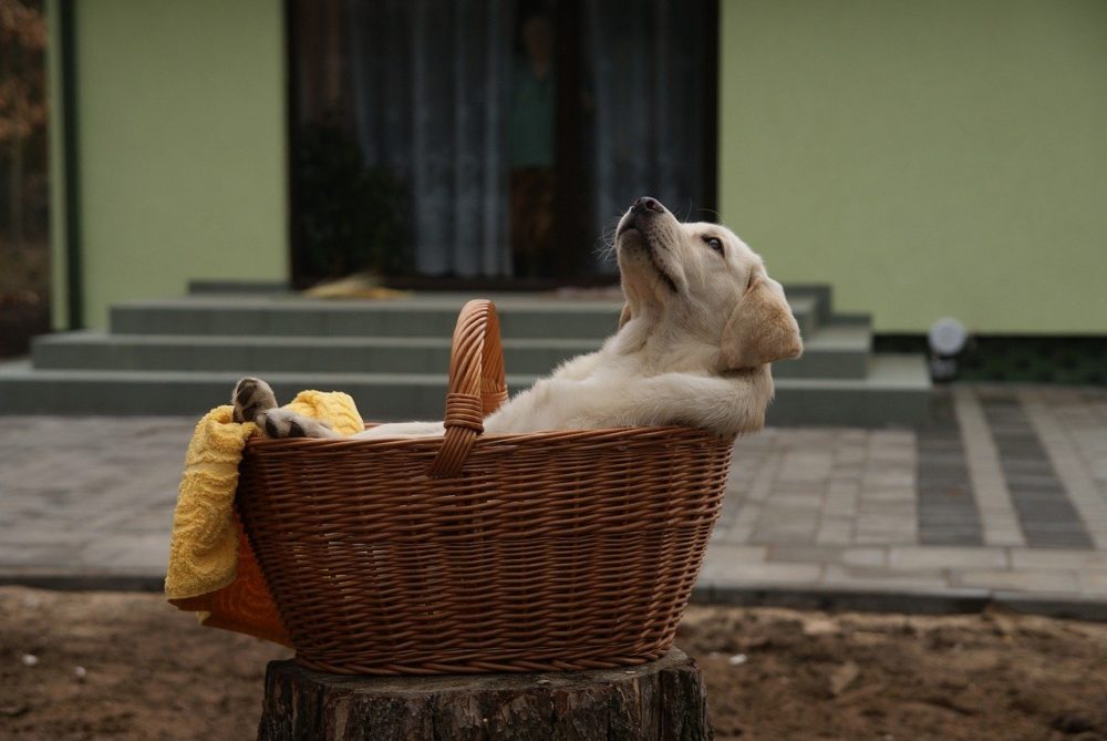 hundebox-labrador-korb