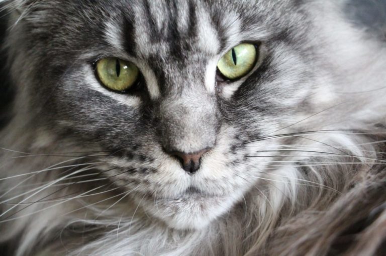 Maine Coon BKH Mix Katze Charakter, Merkmale und Haltung