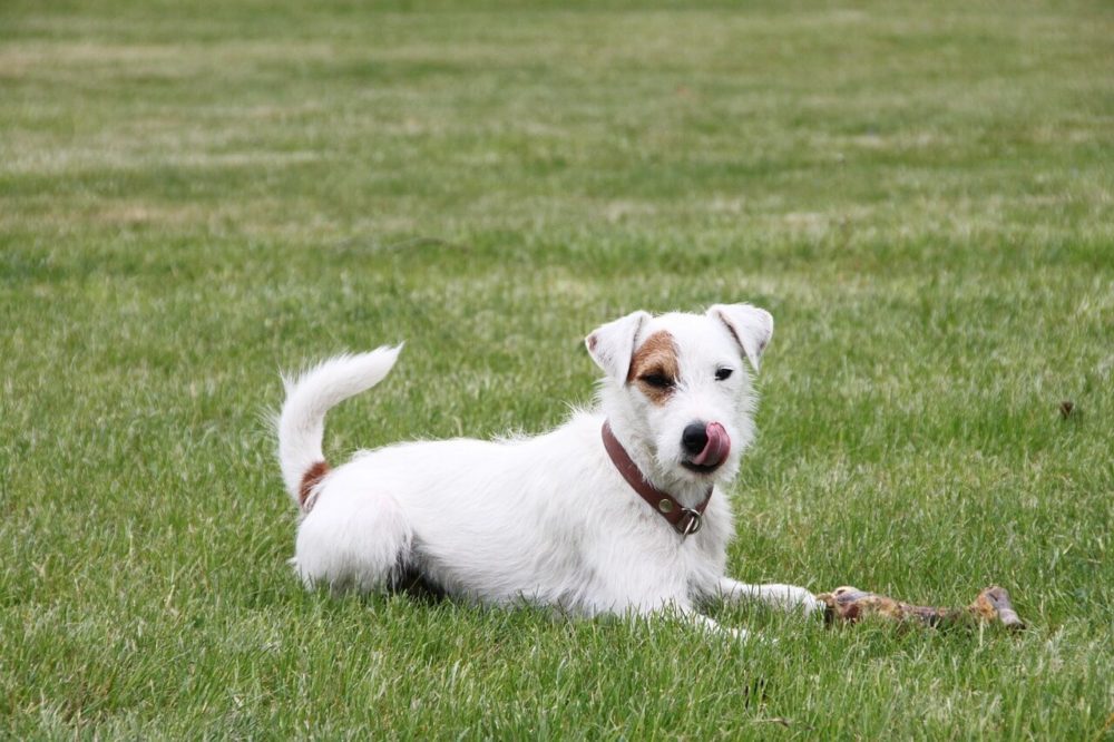 Hund auf Wiese mit Knochen