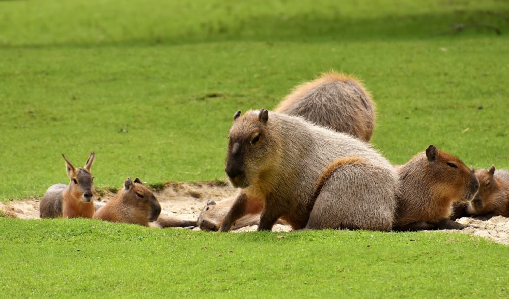 Capybaras auf einer Wiese