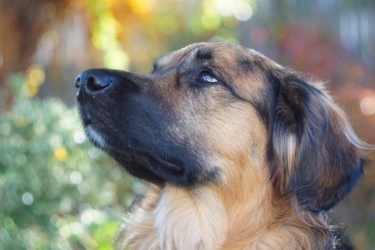 Rumänischer Hund guckt nach oben