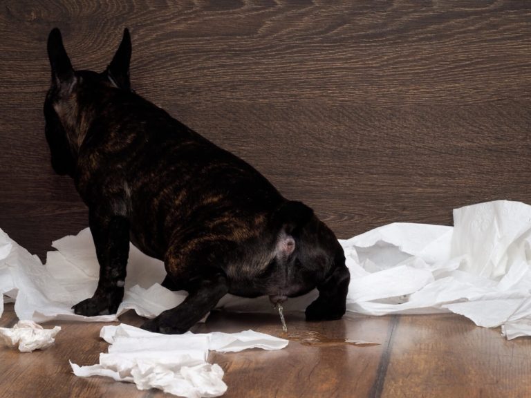 Niereninsuffizienz beim Hund » Tiere Online