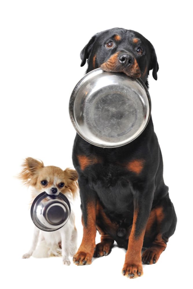 Futter-Shuttle Ente & Kartoffel 10 Kg – Getreidefreies Hundefutter Für Sensible Hunde