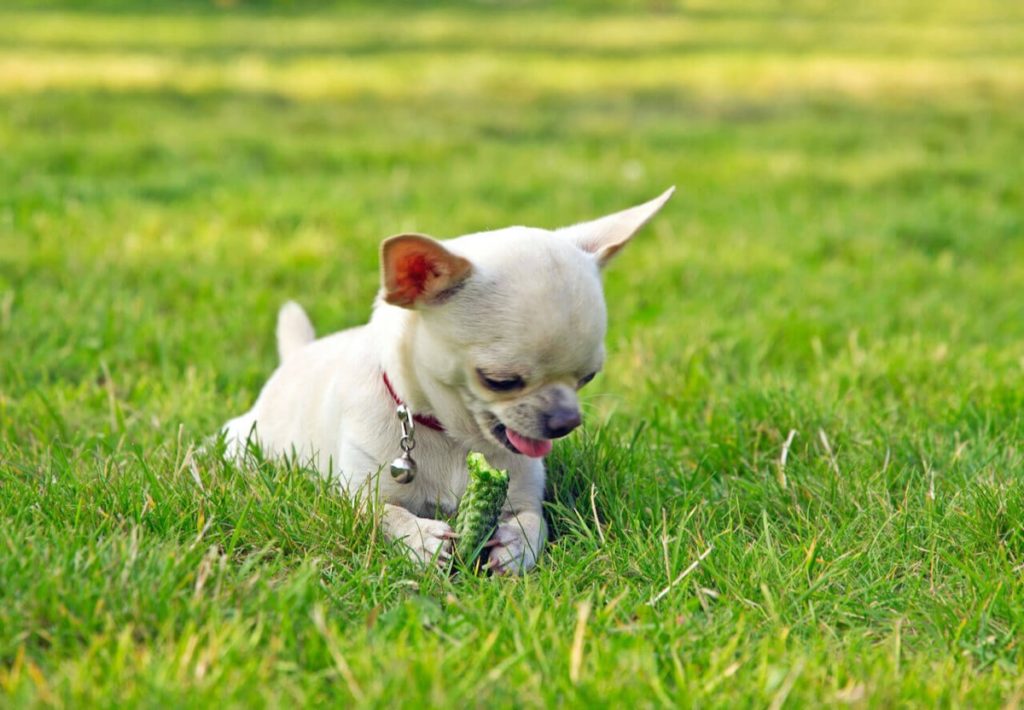 Warum frisst mein Hund Gras und erbricht sich | Tiere Online