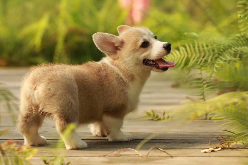 Hilfe mein Hund schmatzt Gründe und Tipps » Tiere Online