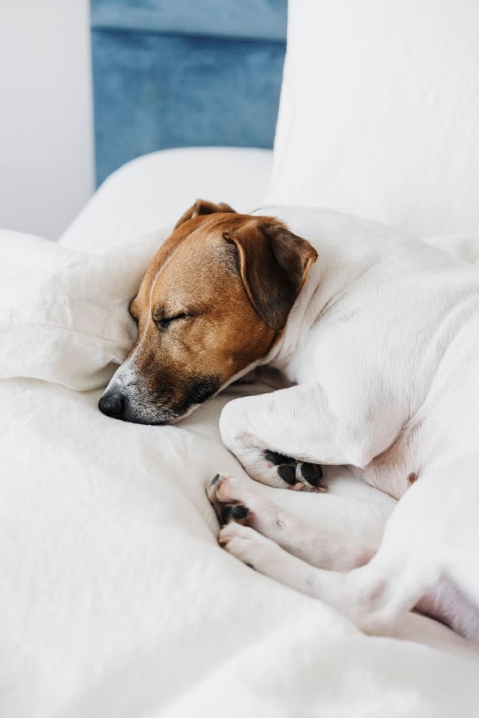 Wie lange schlafen Hunde? Schlafdauer und Schlafverhalten erklärt