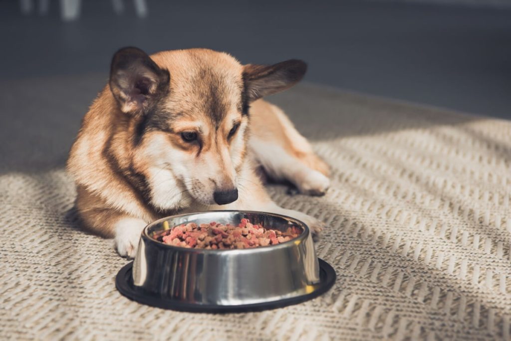 Hund mit Katzenfutter