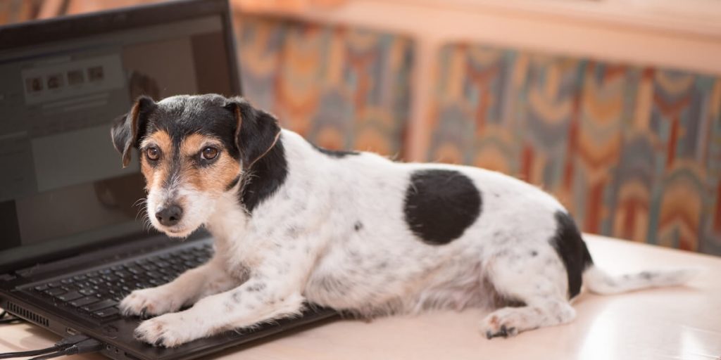 Hund vorm Laptop