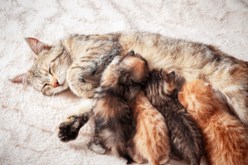 Katzenmama säugt ihre Kitten