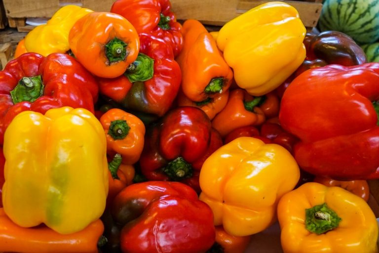 Dürfen Hunde Paprika essen? | Tiere Online