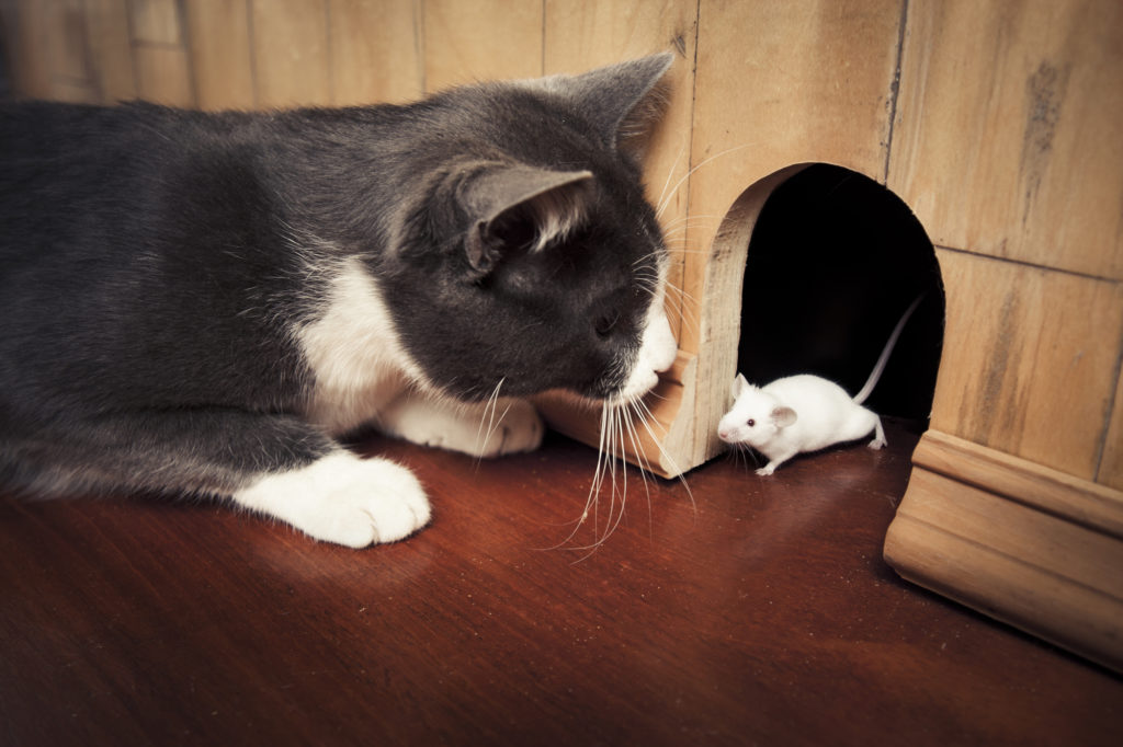Katze und Maus