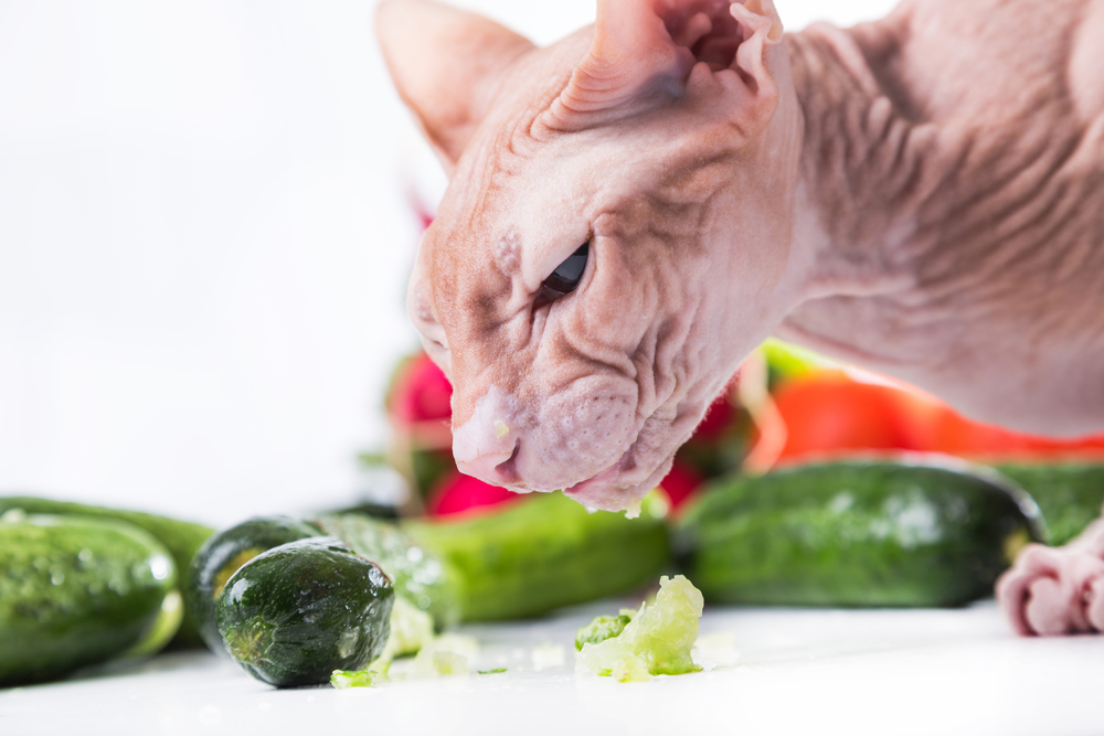 Veganes Katzenfutter