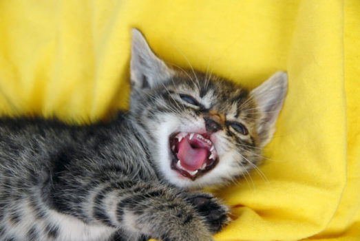 Wie viele Zähne hat eine Katze? | Tiere Online