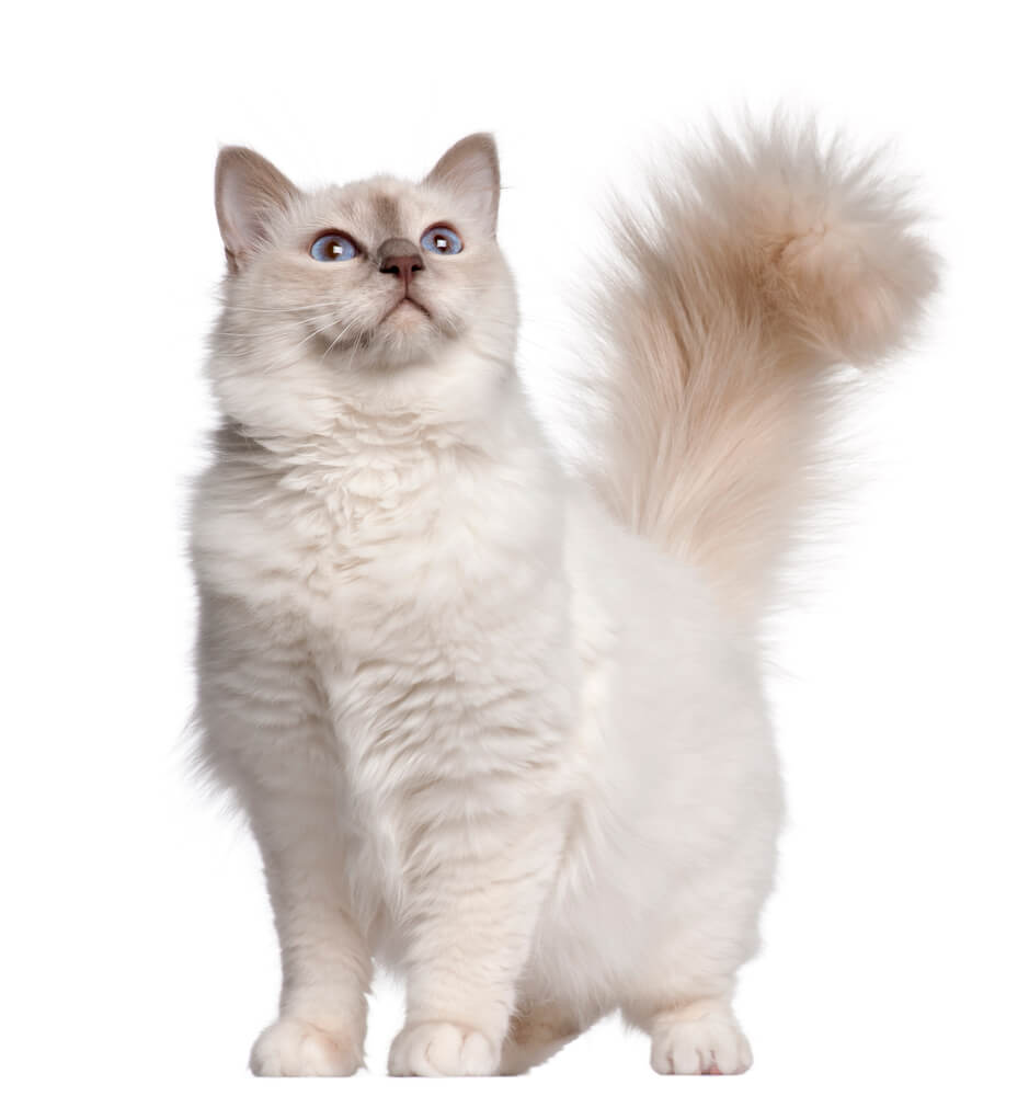 Stimmung der Katze erkennen Stimmung der Katze erkennen