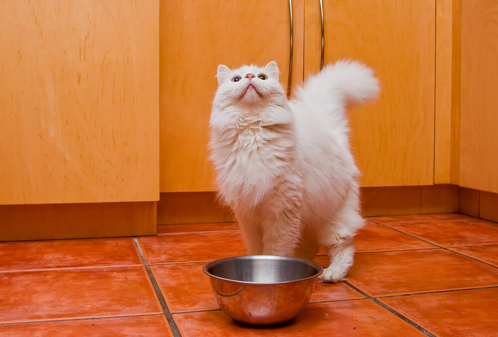 Was tun gegen Katzenfutter Geruch?