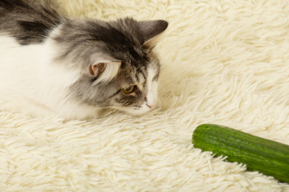 cat-plays-with-cucumber-1024x682